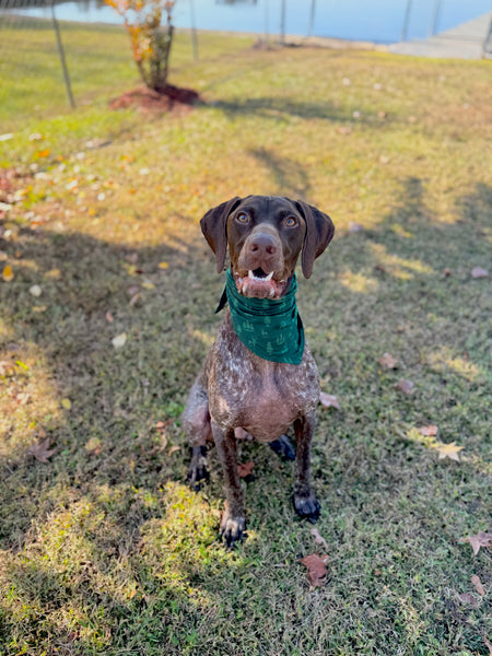 Festive Doggie Bandanas