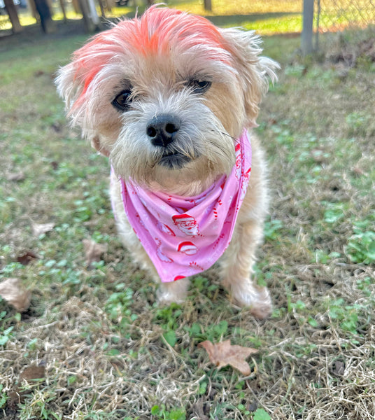 Festive Doggie Bandanas