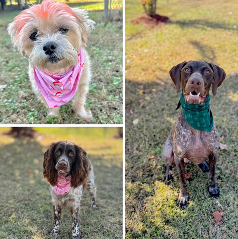 Festive Doggie Bandanas